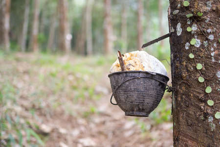 Close up rubber tree, tapping latex rubber tree authentic in Rubber plantation.  Agricultural in south of Thailand.の写真素材