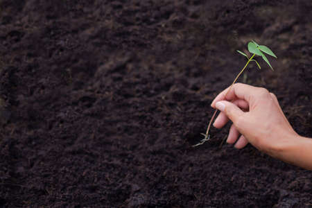 Close up hand holding small tree on soil .tree planting for saving environment, arbor day, card for world earth day concept. Growing trees leader trees planting tree.の写真素材