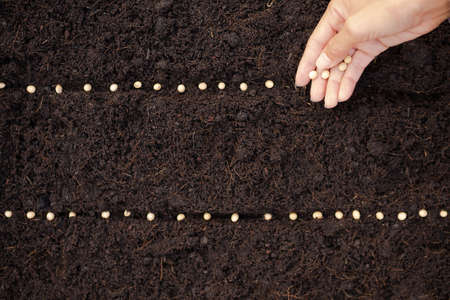 Sprinkle the beans on the ground for planting.  saving environment, arbor day, card for world earth day concept. Growing trees leader trees planting tree. flat lay with copy space.の写真素材