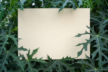 Frame blank white paper with leave Cnidoscolus aconitifolius. Wild betel Leafbush herb flat lay with...