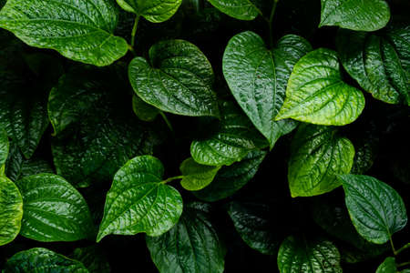 Piper sarmentosum. Wild betel Leafbush herb. food and drink for health concept.の写真素材
