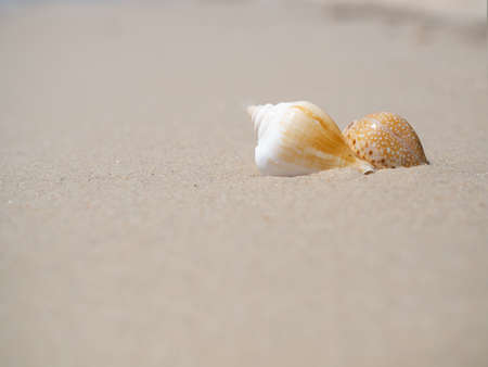 Sea shell on sand beach at coast with blur image of blue sea and blue sky background. ocean pattaya thailand. for travel summer holidays. animal nature outdoor.の写真素材