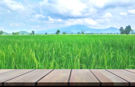 Wood perspective on fresh green paddy rice with blue sky blured. organic plant growing by organic...
