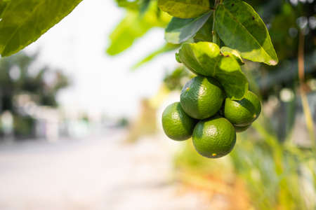 Green lime with leaves and branches. fresh raw food vegetable lemon on tree. plant growth...