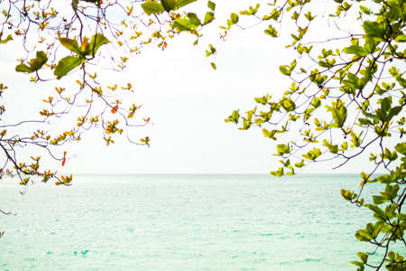 Green leaves branch frame on blue sea background. beautiful mockup tropical nature landscape.tourist vacation travel summer season holidays concept.の写真素材
