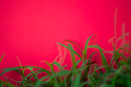 Green grass plant on red wall background. Mockup wallpaper backdrop.card or poster for add text or...