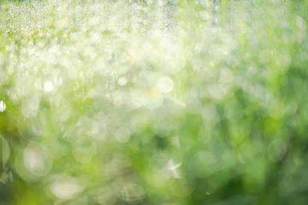 Bokeh dew drop on grass with sunlight is bokeh. drop water on fresh Juicy lush of morning and after the rain. outdoor nature on spring season. environmental conservation concept.の写真素材