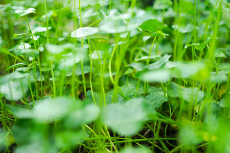 Asiatic, centella asiatica, gotu kola,  indian pennywor park. organic herb vegetable nature. raw food for health concept.の写真素材