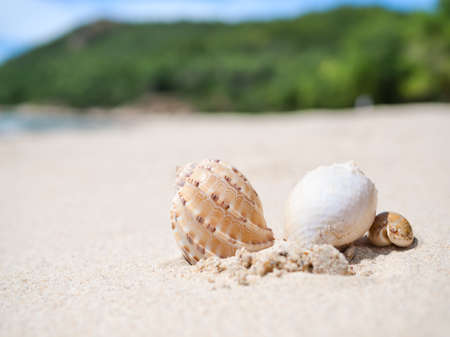 Seashell conch on white sand beach with blur image of blue sea and blue sky sunshine on day...