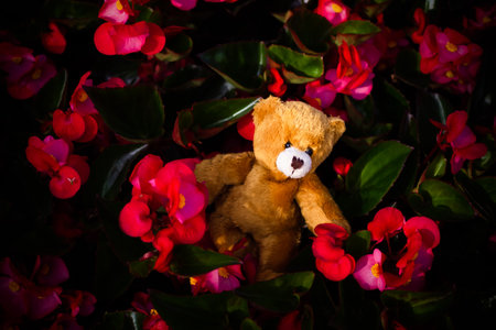 Brown Teddy bear sleep on red flowers black dark background. cute toy vintage style image. poster or card for love valentine days, broken hert concept. symbols lonely flat lay with free space.の写真素材