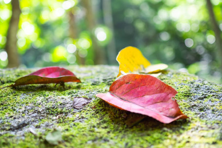 Red leaves fall on stone with blur tree background. nature in forest of autumn season on october. plant tree in garden. environment concept.の写真素材