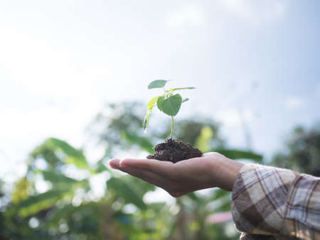 Farmer Hand holding Small tree with soil on blur green fresh nature with sunlight.macro life new young plant growing from seed in black soil in morning on garden.environment ecology protection,spring.の写真素材