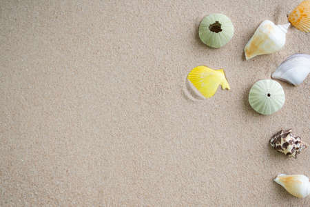 Seashell Cunch on Sand Beach background  at Coast Sea Ocean.Tropical Summer Nature Seashore.Idyllic Shell with sunshine.Calm nobody.Frame Card Poster,Mockup Tourism Relax Travel Resort in Holidays.の写真素材