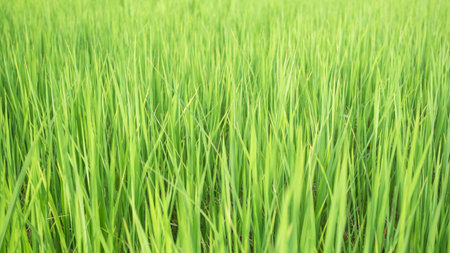 Jasmine Rice Plant Background,Empty Counter Cooking with Orgarnic Rice Tree,Garden Farmer in Thailand, Traditional raw Food Vegaetarian for Asian,Nature Garden.の写真素材
