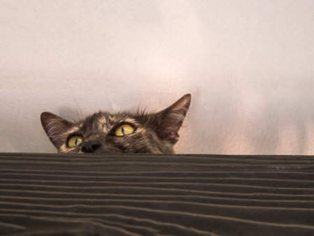 Close up Calico cat or Tortoiseshell cat pet on black wooden roof of the house. peek or dodge, feeling of safety, lonely, broken heart concept. free space for add text.の写真素材