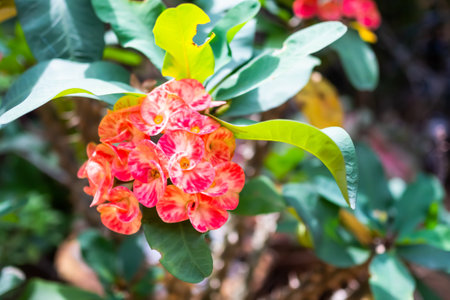 Red Euphorbia milii flowers in garden. beautiful nature.の写真素材