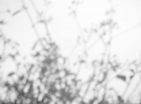 Shadow Spring on Wall Background,Abstract Overlay Shady Soft Exterior Leaves Tree,Nature Overlay from Window Building,Texture vintage Sun Light Plant Leaf Summer on Floor Grey Paint Room Cement.の写真素材