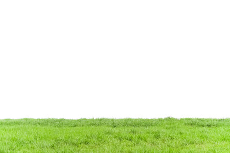Green Lawn Isolated on White Background,Grass Field Turf Nature Growth Plant Garden Follage,Environment,Spring Summer Concept.の写真素材