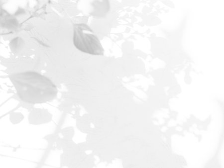 Abstract Shadow Leaf on Blur Cement Wall Floor Background,Pastel Minimal Plant Tree Nature Light Overlay Leaves Backdrop,Mockup Product Texture Template Pattern Space Scene Shape Gray White Surface.の写真素材