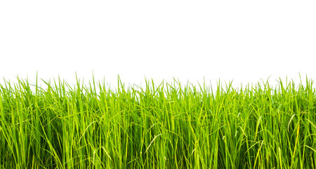 Rice Tree growth Isolated on White Background,Fresh Plant Field Green Farm Organic Nature,Traditional Asian Food.の写真素材