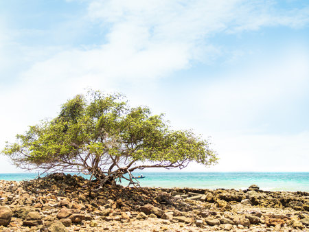 Lonely tree on the beach in Koh Samui, Thailandの写真素材