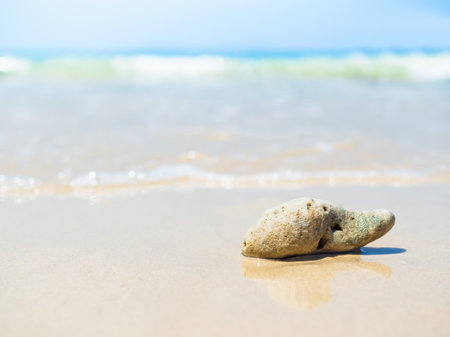 Sea Shell Coral on Sand Beach with Blue Sea Background,White Wave Water Summer at Coast,Seashell Cancun with blur Ocean Landscape Tropical,Island Koh Larn Shore Beautiful,Tourism Travel in Holidays.の写真素材