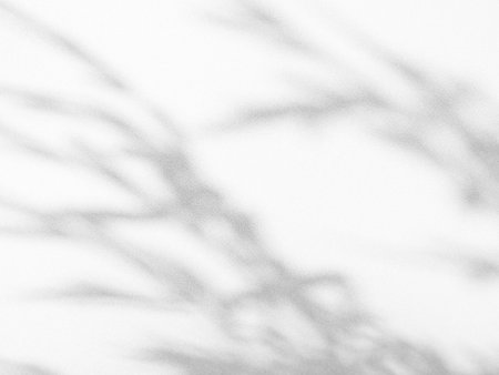 Shadow Background,Abstract Overlay Light White on Wall Backdrop,Sunlight from Window on Minimal Mockup Product,blur Gray Cement Photogaphy,sunshine Leaf Nature Plant Autumn  Summer,Texture Marble.の写真素材