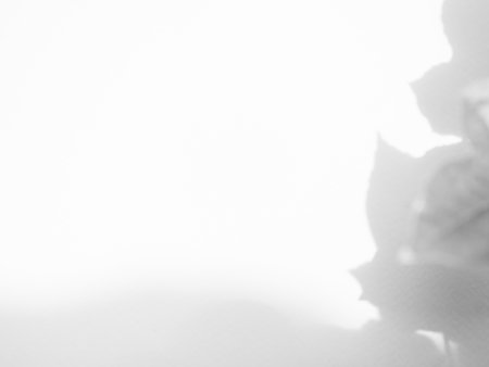 Shadow Background,Abstract Overlay Light White on Wall Backdrop,Sunlight from Window on Minimal Mockup Product,blur Gray Cement Photogaphy,sunshine Leaf Nature Plant Autumn  Summer,Texture Marble.の写真素材