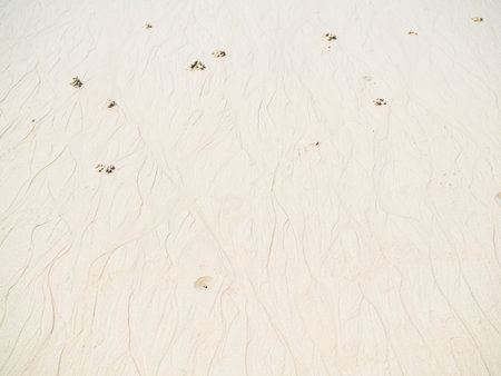 Sand Beach Wet Background,White Desert Summer Pattern Texture with Light Day,Ground Sandy with Water Sea Tropical Nature at Coast Island Shore,Top View Free Space Abstract.の写真素材