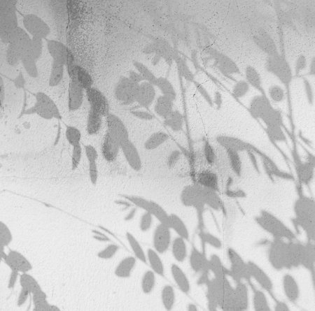 Shadow Leaf Background,Light White Plant Overlay on Wall Backdrop,Abstract Sunlight on Minimal Mockup,blur Nature from Window on Cement Marble,Summer Mockup Floor Tropic Shade Texture Architecture.の写真素材