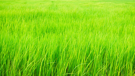 Farm Jasmine Rice in ThaiLand Asia,Field Bio Organic Soil Raw Food Country Local ,Crop Plant Green Leaf Tree Agriculture Lanscape Vista Background, Spring Summer Grass Nature of Farmer,Traditional.の写真素材