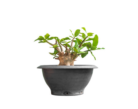 Adenium Tree Flower in Plant Pot Isolated on White Background, Clipping Path, Adenium Obesum Desert rose, Mock Azalea, Pink bignonia, Impala lily has pink, Flower Summer Tropical Nature.の写真素材