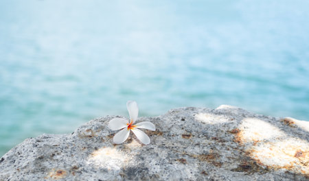 Flower on Stone at Coast Sea Ocean Water Background, frangipani flowers on Rock, Island Thailand, Card Poster for Aroma therapy Spa Relax in Luxury Resort, Tourism Vacation Travel Summer Holidays.の写真素材