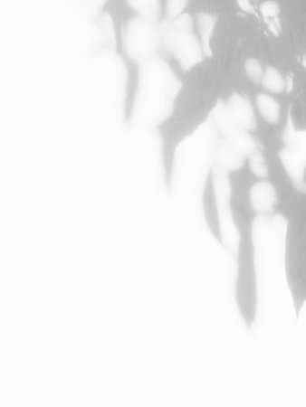Shadow Leaf Background, Abstract Plant Leaves White Light on blur Cement Marble, Overlay Sun Light Shade Nature Tree Floral Texture on Wall Floor Minimal Mockup Template Backdrop Space from Window.の写真素材