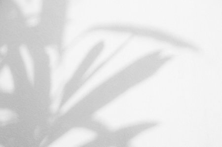 Shadow Leaf Background, Abstract Plant Leaves White Light on blur Cement Marble, Overlay Sun Light Shade Nature Tree Floral Texture on Wall Floor Minimal Mockup Template Backdrop Space from Window.の写真素材