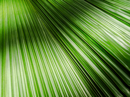 Palm Sugar Leaf Branch Texture Background, Tree Tropical Summer Spring Backdrop Design Nature, Pattern Leaves Foliage Exotic Jungle, Green Fresh Forest Wallpaper Garden Abstract Light Scene Space.の写真素材