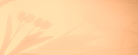 Shadow Flower Tulip Plant Leaf Summer Background Overlay Fall Nature Texture Wall Floor Floral Panorama Abstract Backdrop Rose Orange color Shade Gradient Two Tone Pastel Scene Product Beauty Cosmeticの写真素材