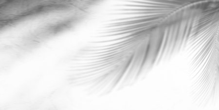 Shadow Palm Leaf Leaves Tree Summer Tropic Background Plant Overlay White Light Nature Abstract Sun Sunlight Minimal Mockup Scene Backdrop Wall Floor  Branch blur Gray Empty Display Product Beauty.の写真素材