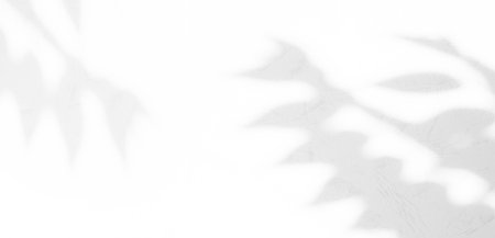 Shadow Background Leaf Leaves Summer Tropic Plant Overlay Light Flower Nature Wall Floor Rose...