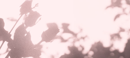 Pink Beige Background Shadow Leaf Rose Summer Tropic Plant Overlay Light Flower Nature Wall Floor Rose Foliage Abstract Backdrop Sunlight Minimal Mockup Template Effect from Window Bg 3d Pattern.の写真素材