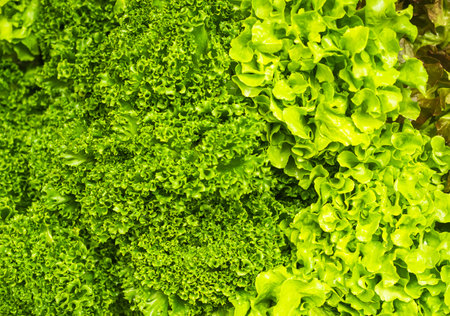 Background Texture Food Nature Leaf Tree,Green Coral,Lollo Bionda lettuce and Green Oak Lettuce Hydroponic,Fresh Organic Vegetable Salad Green Leaves Plant Growth Tree,Nutrition Ingredient Raw Food.の写真素材