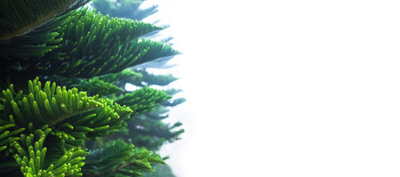 Pine Tree Fir Spruce Cedar Forest Landscape Garden Plant Green Leaves on White Background for Celebration Merry Christmas and Happy New Year Winter Season Close up Pattern Leaf.の写真素材