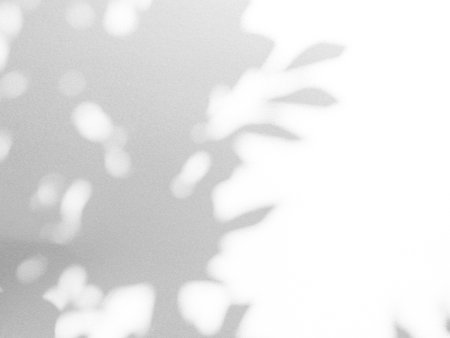 Shadow Background Effect Mockup Black Frame Leaves Wall Light White Overlay Plant Abstract Backdrop Sunlight Sun Mockup Minimal Summer Tropic Tree Floor 3d Bg Nature Room Grey Exterior Surface Frame.の写真素材