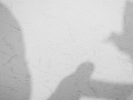 Shadow Background Abstract Leave Overlay Wall Floor Light Effect White Plant Sunlight Backdrop...