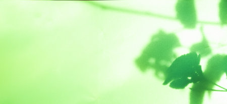 Green Yellow Shadow Abstract Background Overlay Leaf Natural blur Cement Wall Floor Platform Mockup Product Cosmetic Summer Tropical Presentation Frame Template Eco Backdrop Environment Platform.の写真素材