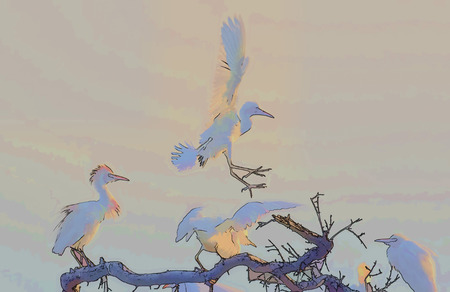 Digital ink drawing of white birds (cattle egrets) leaving the top of their roosting tree at very first light.  The soft pastel colours make this suitable for a backgroundの写真素材