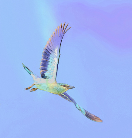 European Roller flying aerobatically.  Image processed as pen and ink drawingの写真素材