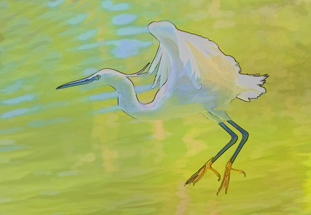 Digital ink drawing of white bird (cattle egret) coming to land on water.の写真素材
