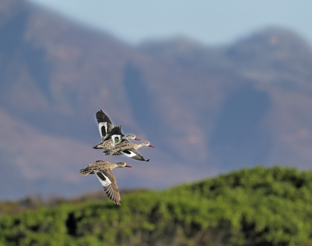 Three wild ducks (teals) flying in front of mountains and green foliage.  Blurred background is suitable for text.の写真素材
