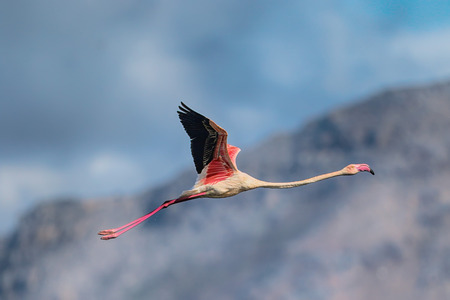 Flamingo taking off against background of mountains and skyの写真素材